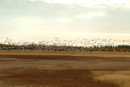 Snow Geese Hunting Hudson Bay
