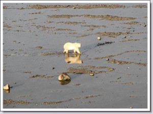 Polar bear on the mud flats at low tide