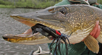 Trophy northern pike! Hungry in the spring!