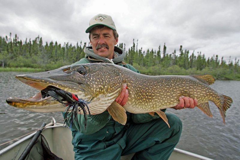 Spring fishing for trophy northern pike!  Webbers Lodges