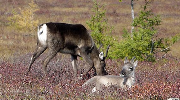 Caribou and fawn