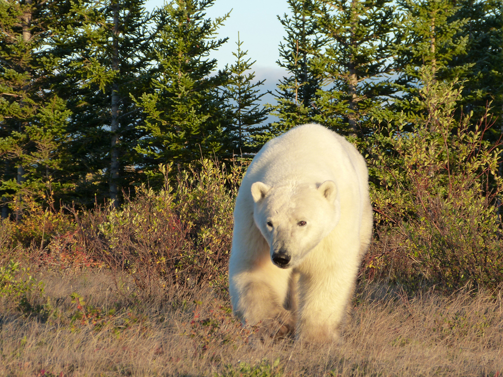 Polar bears live here.