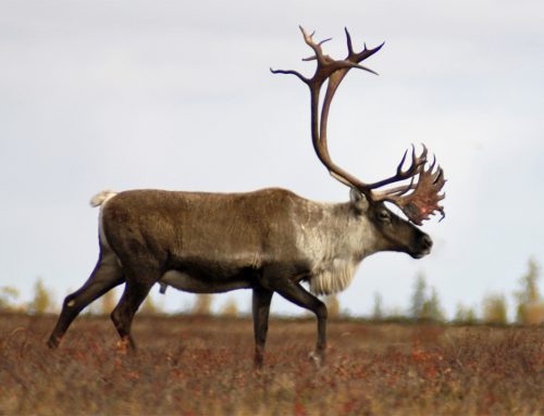 Central Barren Ground Caribou Hunts. Update.