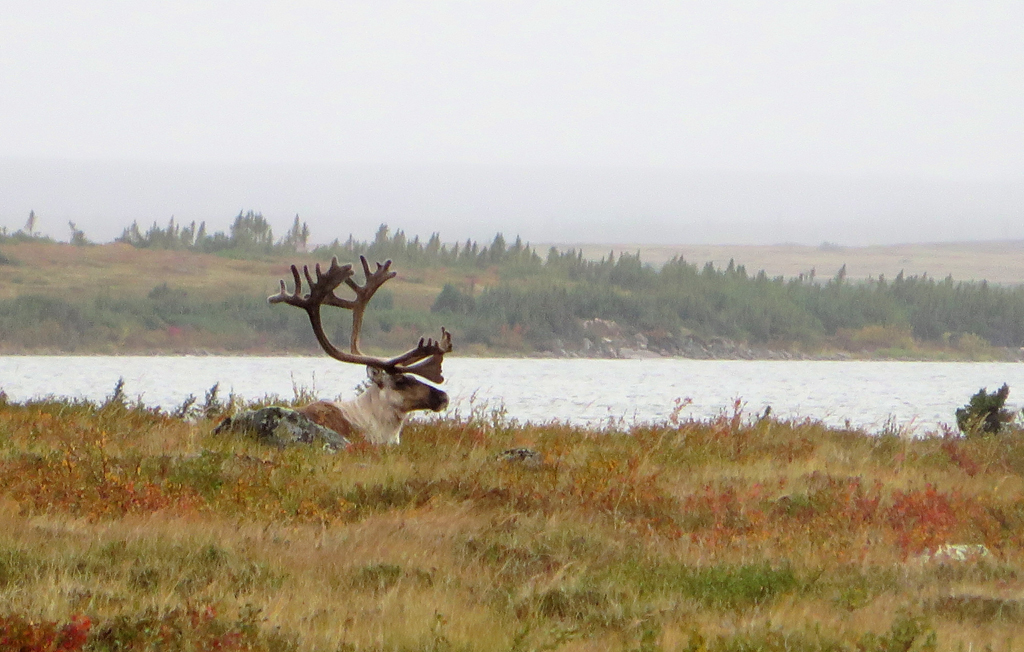 BarrenGroundCaribouNunavut