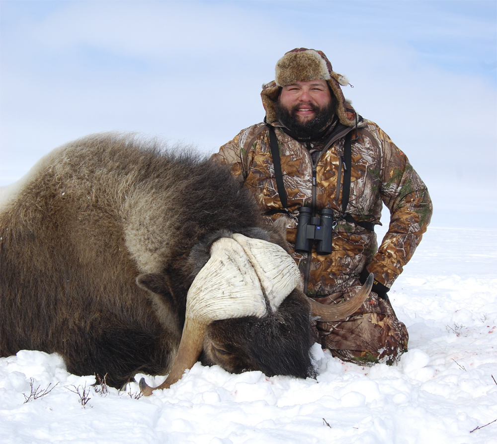 This view really shows the excellent mass on this Musk Ox bull.