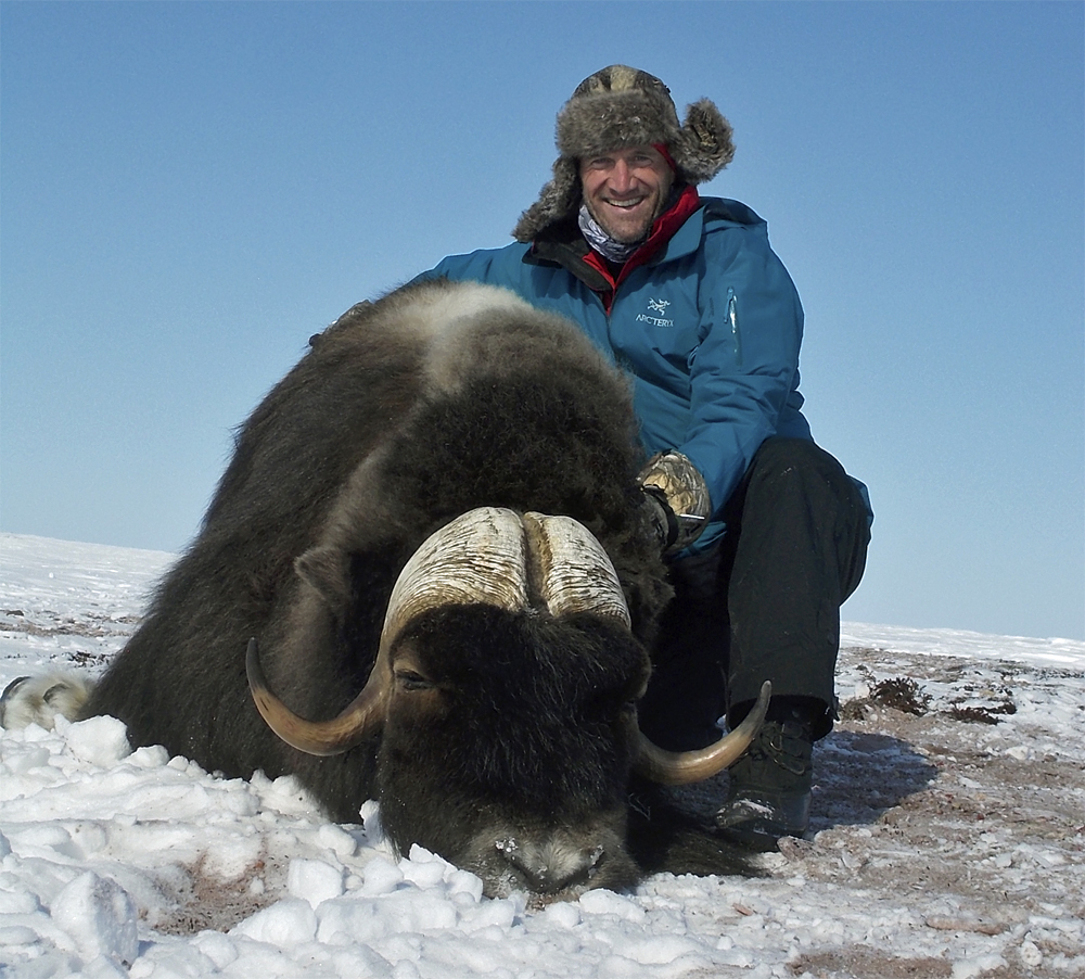 Great boss width, broomed tips, good length. This Musk Ox bull has it all.