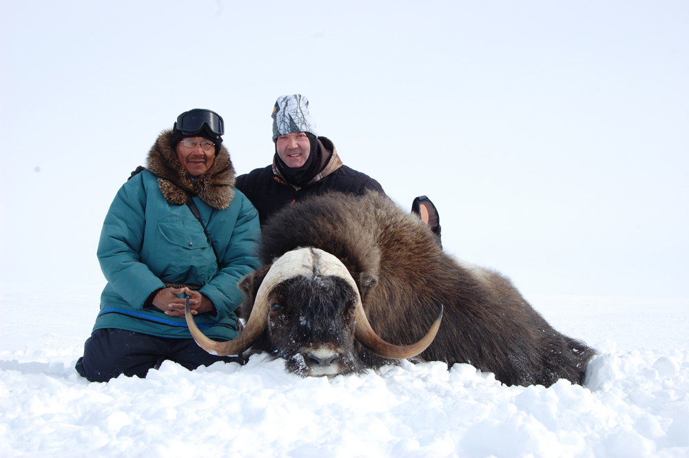 The horns on this Musk Ox bull have nearly grown together at the base.