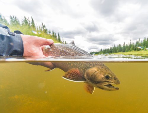 Fly fishing for sea-run brook trout, Wild places