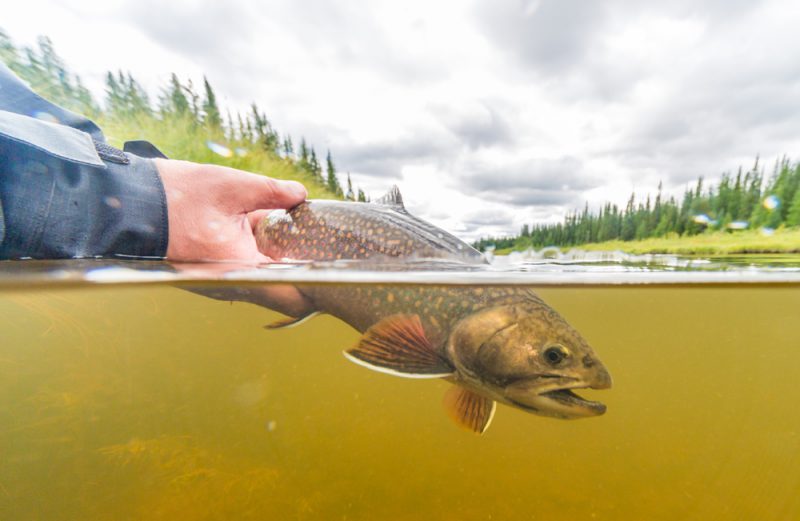 Fly fishing for sea-run brook trout, Wild places