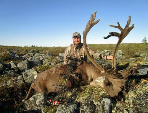 Caribou bow hunt results in beautiful bull