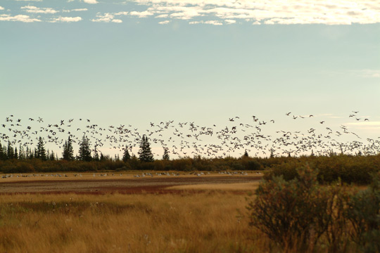 Geese in flight at Nanuk goose hunting camp.