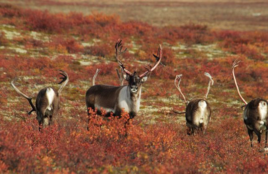 Barren Ground Caribou on colorful fall tundra