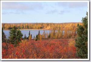 Fall colours on the tundra in Northern Manitoba, Webber's Lodges