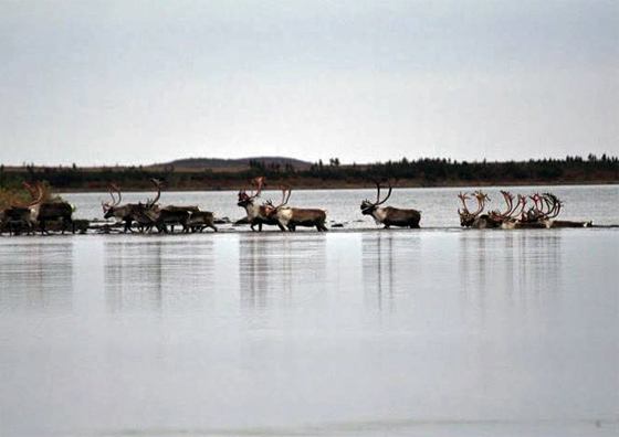 Caribou on Baralzon Lake.