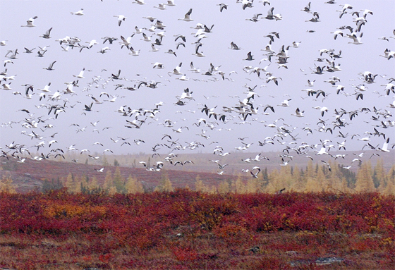 Flock of geese near Hudson Bay