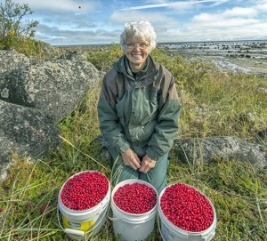 Helen Webber today. Cranberries at Seal River!