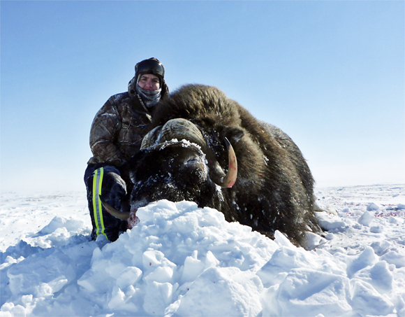 Suzanne Short with her musk ox at Baker Lake.