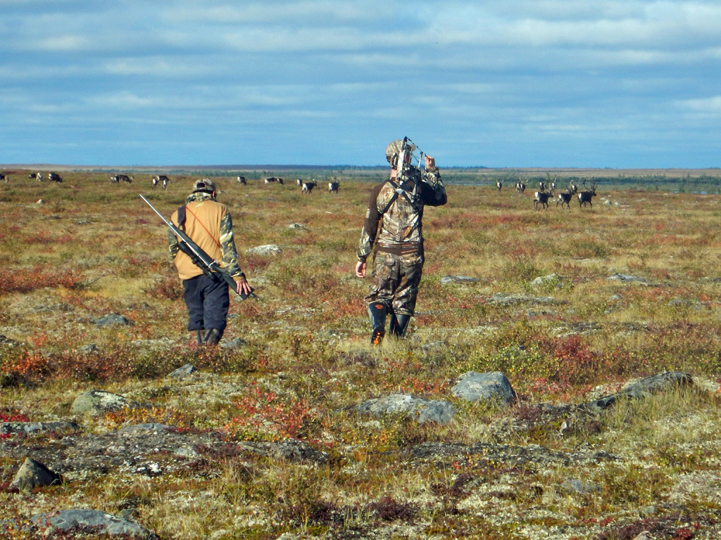 Bow hunting for caribou with Webber's Lodges.