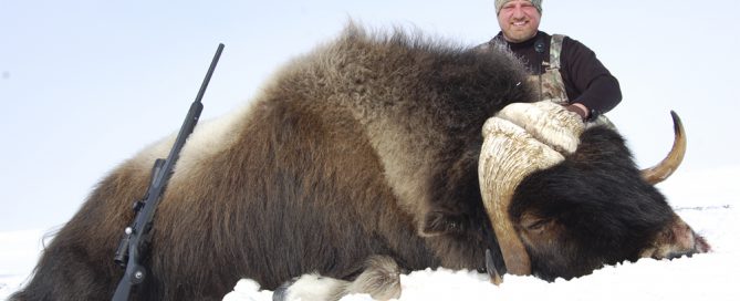 Russ Mehling with spring Musk Ox. Boone and Crockett!