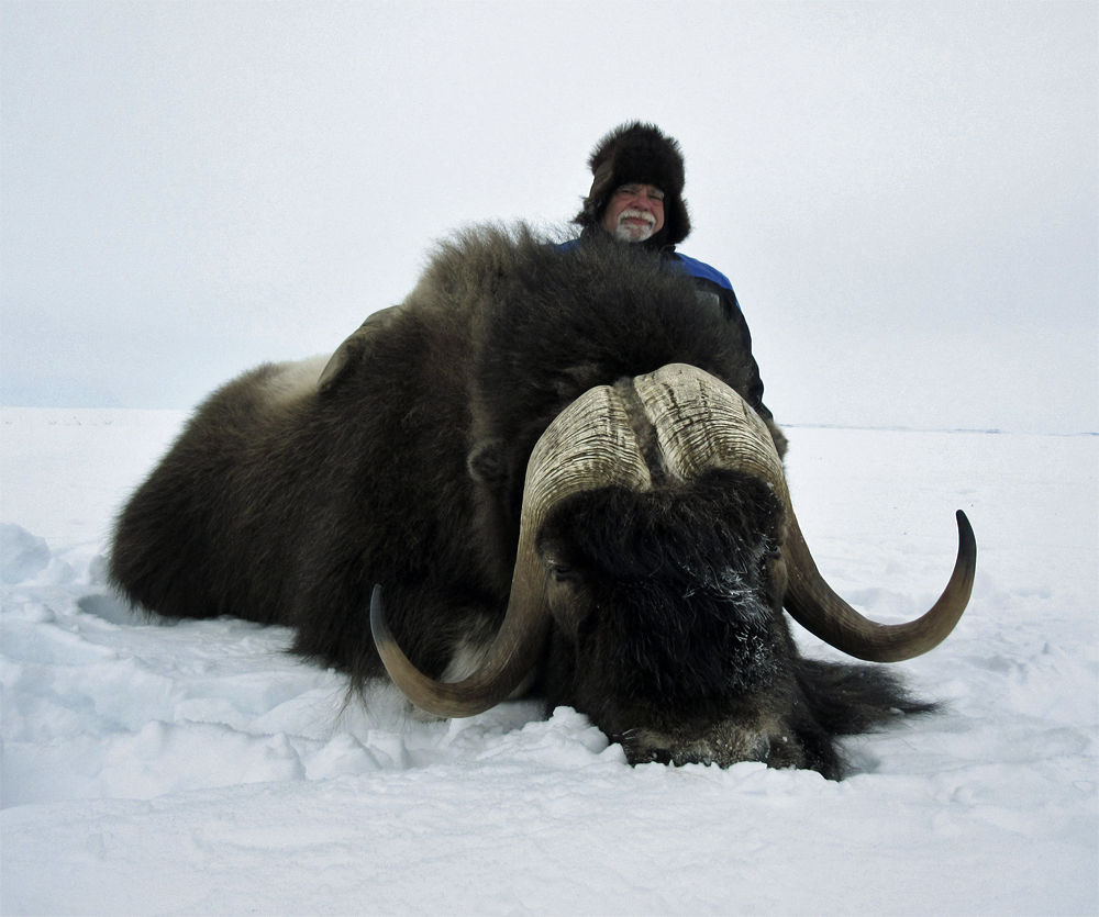 Broomed tips, good length and incredible bosses. This Musk Ox bull also has it all.